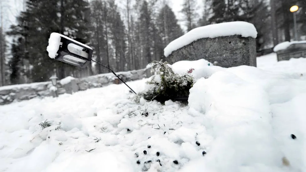 RENBAJS. En gravlykta har böjts vid renarnas framfart. Framför syns andra spår efter renarna.