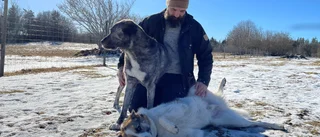 Så hjälper du hunden att klara av nyårsafton