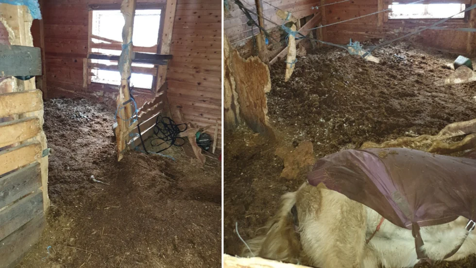 Under kontrollen av gården hittade Länsstyrelsen en död häst inne i en box.