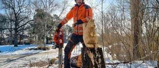 Han är konstnären bakom ekorren i trä