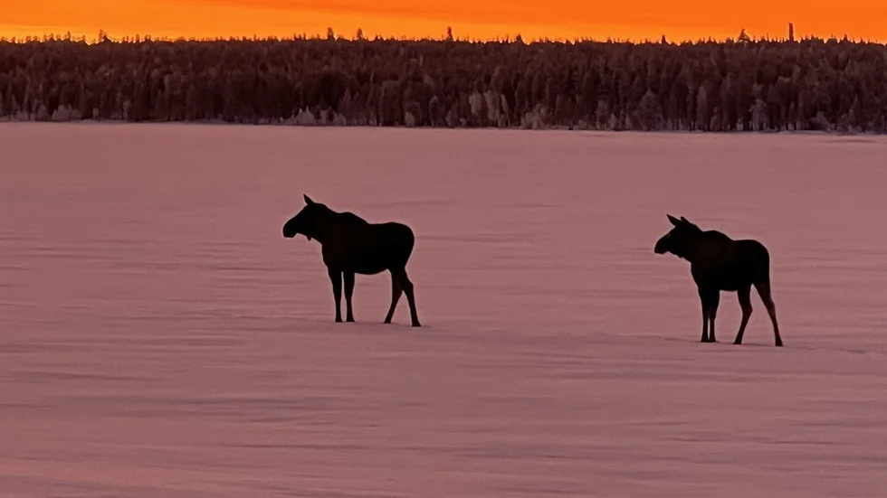 Älgar vandrar på eller vid sidan av E4. Genrebild.