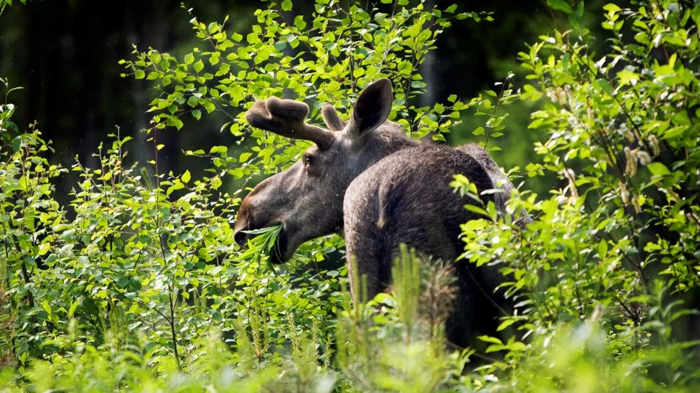 Friskare skog. Älgbeteskadorna minskar i Norrbotten. Det visar Skogsstyrelsens årliga betesinventering.