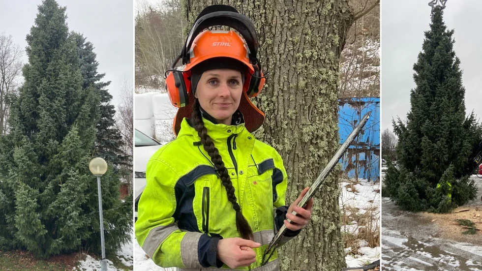 Chris Björklund, driftarbetare inom Strängnäs kommun, är van vid att röja och såga. Under onsdagen såg hon med god hjälp av medarbetare till att den blivande julgranen försvann från en tomt i Eldsund och senare dök upp på Västervikstorget.