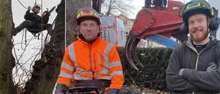 Alexander hittade ett höjdaryrke – friserar lindarna på Storgatan: "100–120 år gamla"