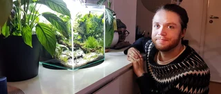 Daniel har ett akvarium utan fiskar: "Skulle vara rädd för att döda dem" • Hobbyn aquascaping är att skapa en levande tavla under vatten