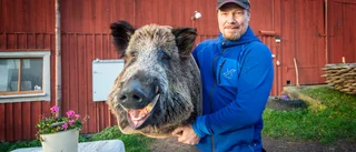 Fredriks smarta idé för att slippa vildsvinen: Bygger kylrum till traktens jägare "Hoppas att fler djur ska skjutas"