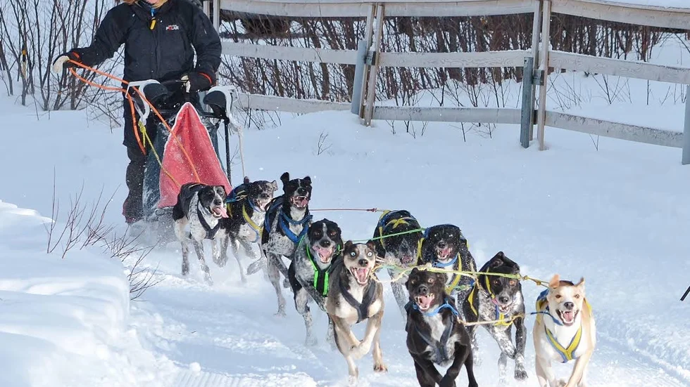 Det går rejält fort när Cari Rörströms hundar når maxhastighet.
?