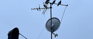 Läsarbilden                   