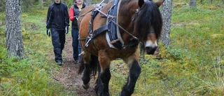 Hästen – åter ett arbetsverktyg