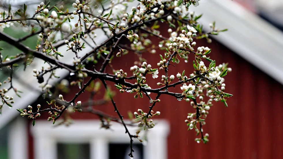 Försäljningen av fritidshus har dämpats i Sverige det senaste året. Arkivbild.