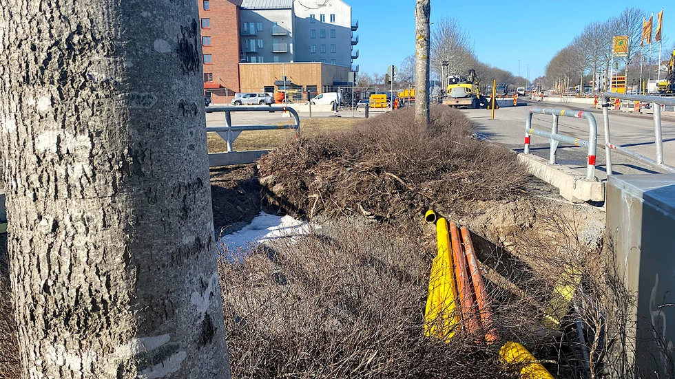 Brott mot biotopskyddet utreds av länsstyrelsen efter schaktgrävning längs Doktor Westerlunds gata där alléträdens rötter skadats. Ingen dispensansökan för grävningen har gjorts.