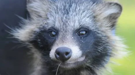Mårdhundsvalp fångad på Hindersön. FOTO: Linda Danhall (arkiv)