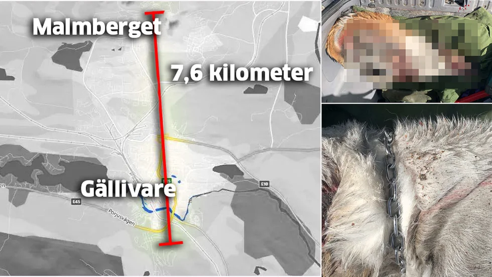 När polisen hittade bilen låg hunden död i bagaget. Den ska ha släpats efter bilen från Malmberget till Gällivare.