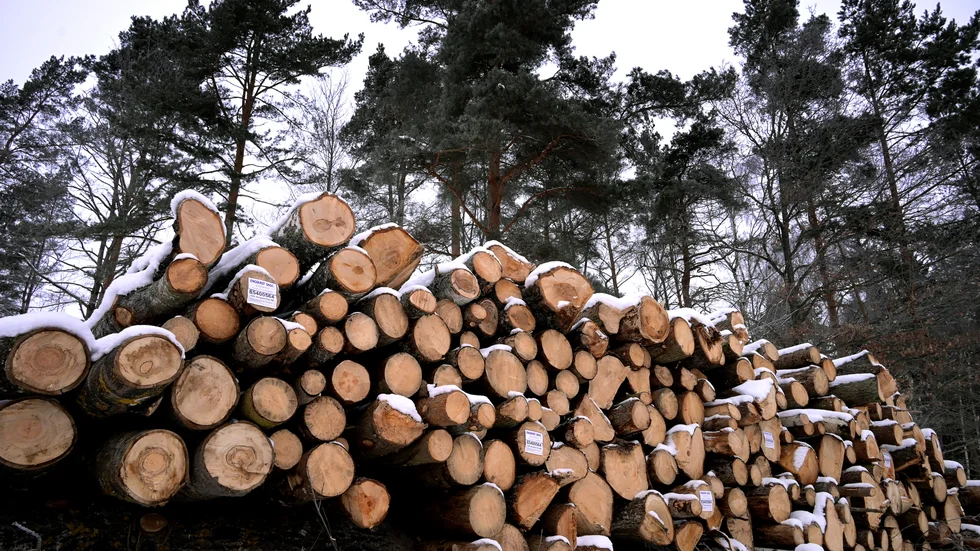 2021 beslutade kyrkomötet att utreda ett mer hållbart skogsbruk av Svenska kyrkans skogar. Nu är det dags att förverkliga det, skriver Jan Olof Willerström..