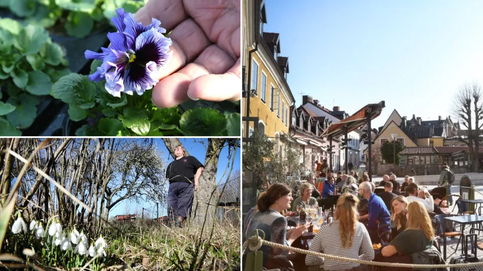 Nu är det enligt den metereologiska definitionen faktiskt vår på Gotland.