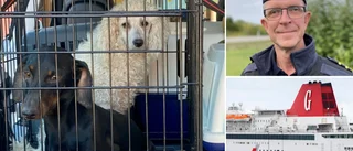 22 smuggelhundar kom med färjan från Tyskland • Togs av tullen i Visby • ”Vi stoppar fortfarande oroväckande många”