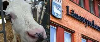 Kalv med smärtor fick inte vård • Utan behandling i två månader • ”Anmärkningsvärt”