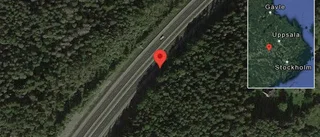 Rådjur på vägen på E18