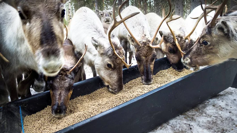Stödutfodringen av renar upprör i byn Jierijärvi, 15 kilometer utanför Korpilombolo.