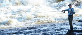 Torneälvens succé – en blivande guldgruva