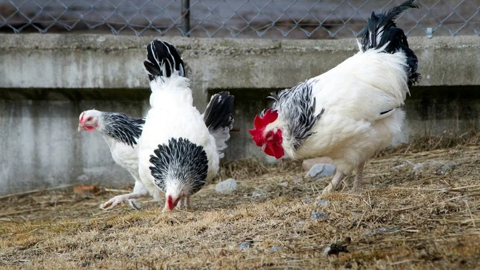För första gången sen i höstas var hönsen ute och pickade.