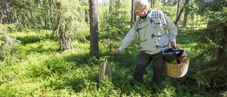 Björn Mildhs hjärta slår för gamla naturskogar