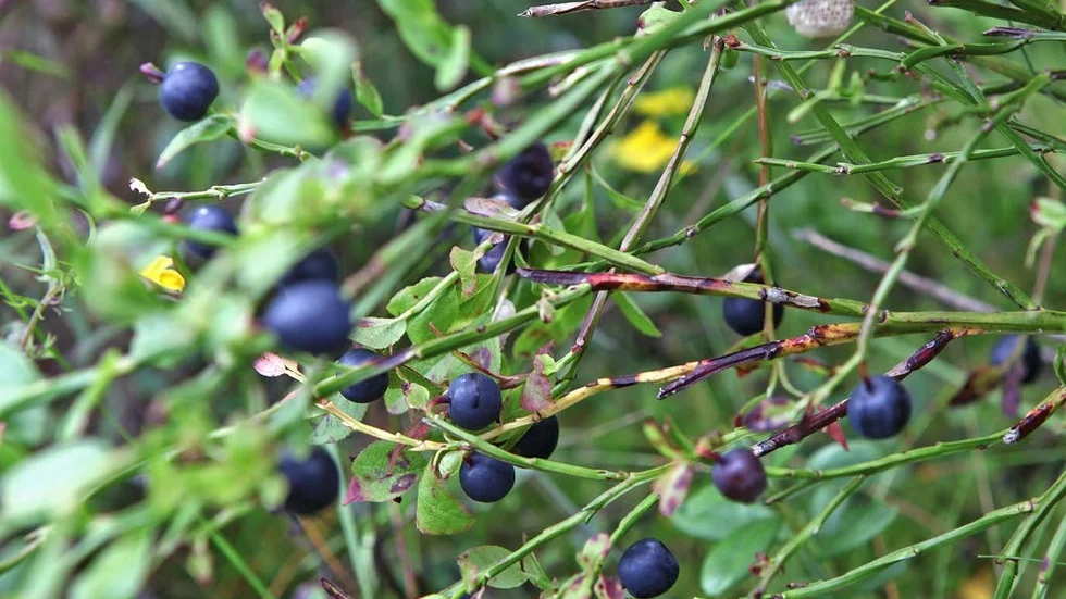 Blåbär.