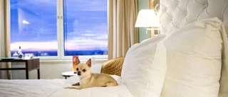 Hundratals hundar firar nyår på hotell