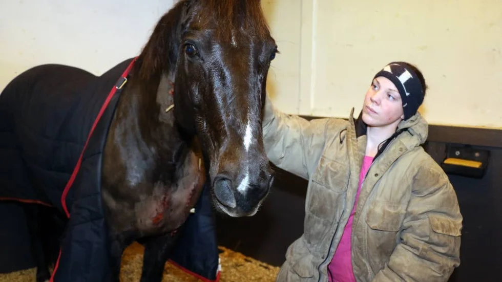 Elisa Thorell med sin Copper Brezze.  Hästen skadades svårt i bringan men kommer efter besked från djursjukhuset att klara sig. Nu väntar boxvila och medicinering.