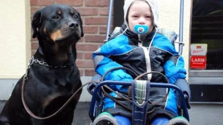 Tvåårige Casper Ström håller koll på hunden X från sin position i barnvagnen. Foto: Magnus Johansson