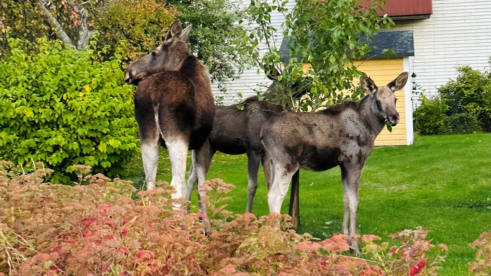 Älgkon och hennes två kalvar verkade lugna och trygga medan de mumsade sig fram bland fruktträd och buskar på Odengatan i centrala Eskilstuna.