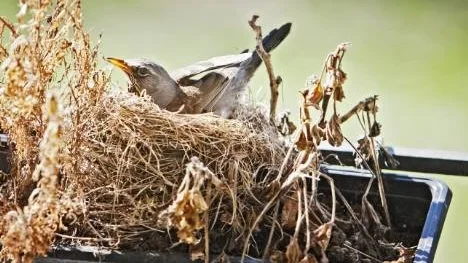 Björktrasten är perfekt kamouflerad i blomsterlådans fjolårsblommor, med sitt bo och de sex äggen.