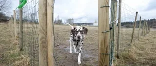 Ny hundrastgård – bara om hundägarna organiserar sig