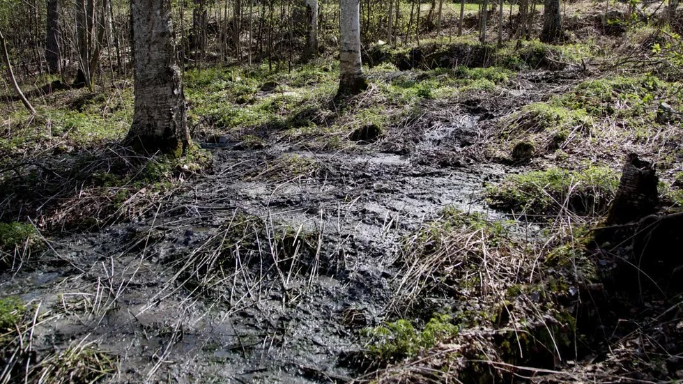 Skitigt. Det var i maj som PT avslöjade att orenat avloppsvatten från Fagervik rann ut i skogen och Svensbyfjärden. (Arkivbild)