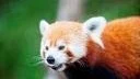 Hjälper röd panda. I år kommer panten från insamlade burkar och flaskor i Kolmårdens djurpark, bland annat gå till ett bevarandeprojekt i Himalaya för röd panda.