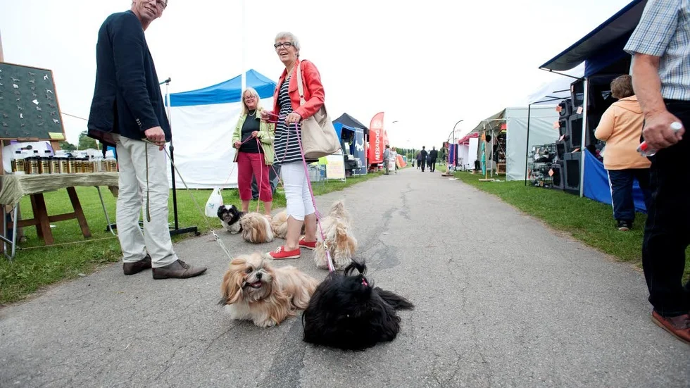 Hundträff. Här några hundar av den tibetanska rasen Shih Tzu.