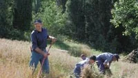 Skördetid. Havren är skördad i Krokstorp - på gammeldags vis. Karl-Gunnar Jonsson svingar lien genom havrefältet medan Peo Riis, Bengt Mårtensson och Anders Norman binder neker. Foto: LENA PETTERSSON