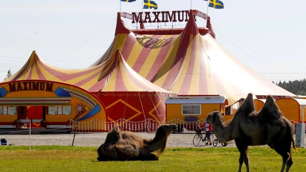 Cirkus Maximum tilläts inte slå upp tältet på kommunal mark i sommar. I stället hyr de privat mark i Högheden. (Arkivbild)