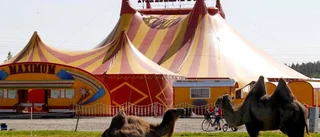 Cirkus kring Maximums Älvsbybesök