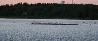 Mer virke på drift