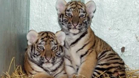 Visst är de väl fina? Kolmårdens båda nyfödda tiger-ungar Olga och Kyra som här poserar för Folkbladets fotograf. Under höstlovet kommer de för första gången att få möta allmänheten.