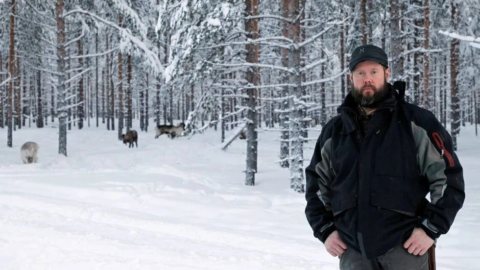 Olycksdrabbad. Anders Erling Fjällås från Semisjaur-Njargs sameby i Arjeplogs kommun säger att man förlorat uppemot sex gånger fler renar i trafiken i vinter, jämfört med ett normalt år. (Foto: Bertil Sundkvist.) Arkivbild.