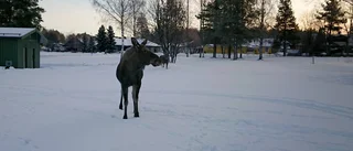 Läsarnas möten med de ilskna älgarna