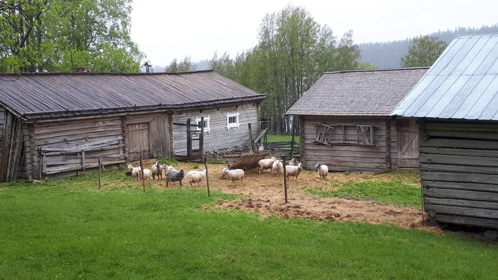 Ambitionen är att i Gallejaur i framtiden ska kunna ha de djurarter som traditionellt funnits på gårdar i lappmarken.