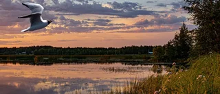 Läsarbilden
