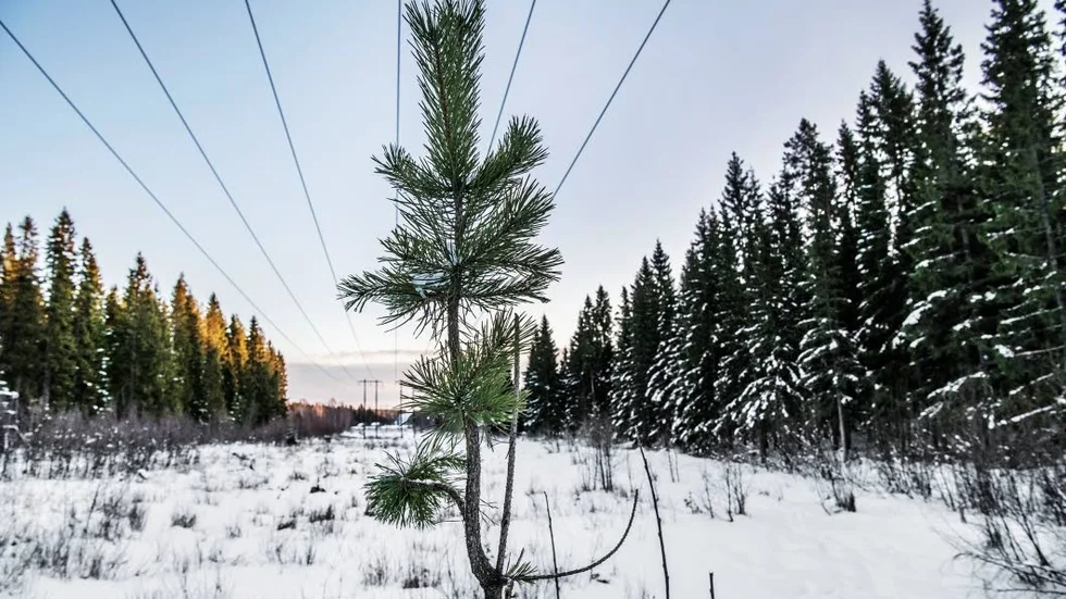 Här, vid Bergsbyn utanför Skellefteå, planerar Northvolt att bygga en batterifabrik på en yta stor som Gamla stan i Stockholm. Arkivbild.
