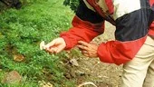I den här skogen i Vånga hittade vi en del kremlor, som alltså redan är klara.
 Och kanske till och med någon sillkremla, vilken är min favoritsvamp, säger Anki Arvidson.
FOTO: SÖREN BOSTRÖM