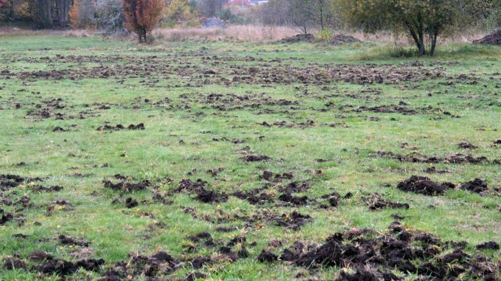 Så här ser det ut efter vildsvinens framfart vid discgolfbanan vid Alviken.