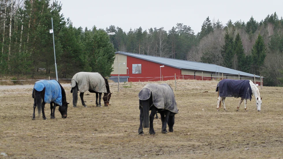 Strängnäsbygdens ryttarförening, som står bakom Strängnäs ridskola i Malmby, har låtit testa tre hästar med feber för viruset EHV-1. Bilden är från 2015, då verksamheten drabbades av kvarka.