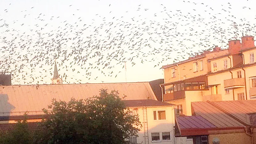 En bild från centrala Vimmerby när en stor flock kajor invaderar centrum.